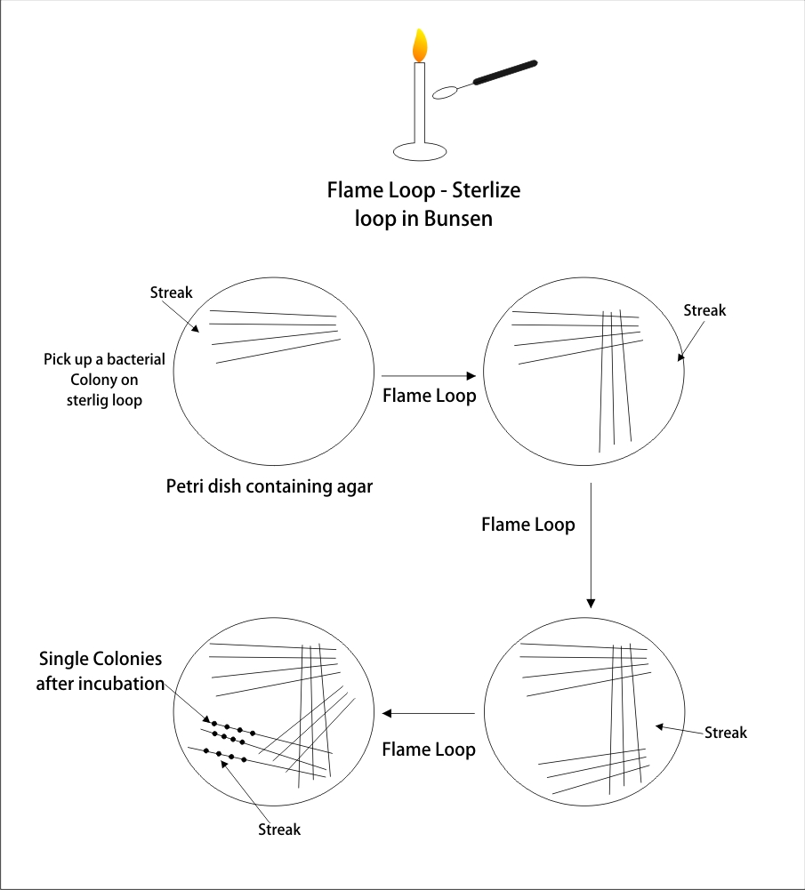 Familiarize with culture media-the growth and survival media of microorganisms 3 图5