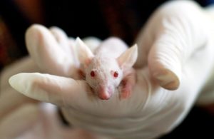 Important Information You Should Consider Regarding Animal Research 2 关于动物研究你应该考虑的重要信息